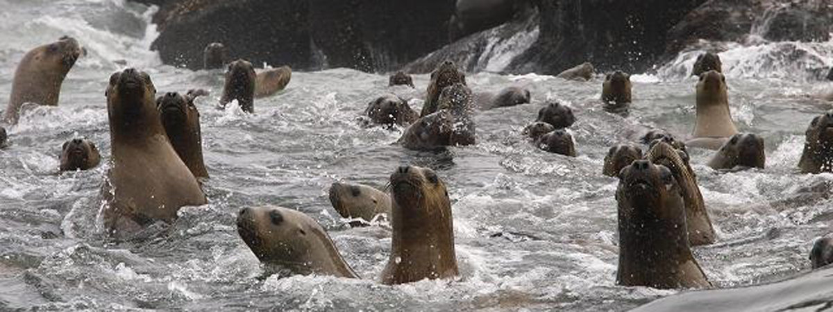 Palomino Islands - Swimming with sea lions from Lima in Lima